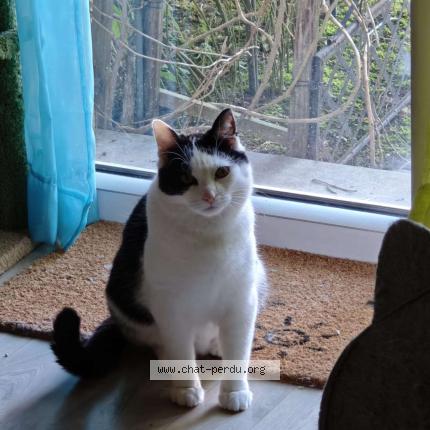 Photo 1/1 Nefy Chat perdu à Athis mons