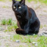 Photo de chat perdu à Castelnau Le Lez