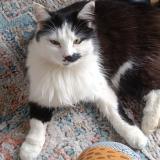 Photo de chat trouvé à Sance