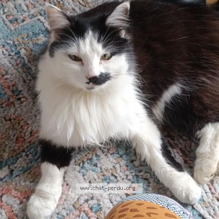 Photo 1/1 Chat trouvé Trouvé à Sance