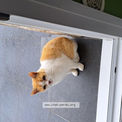 Photo 1/1 Mali Chat perdu à Merville