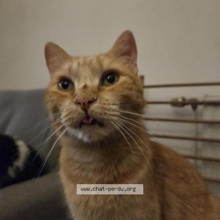 Photo 1/1 Fanta Chat perdu à Verlaine