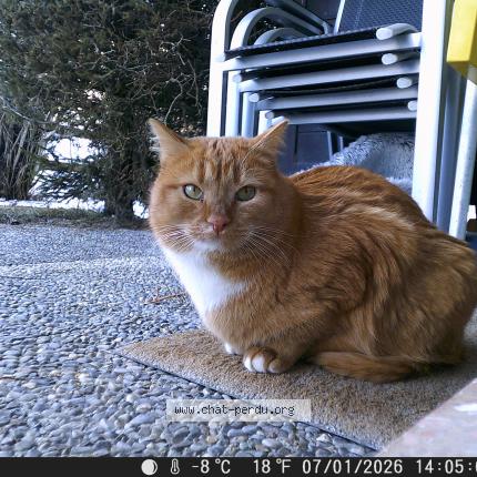 Photo 1/1 Chipolata dit Chipole Chat perdu à Vercorin