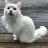 Photo de chat perdu à Grone