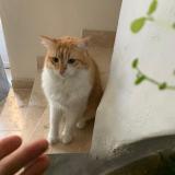 Photo de chat perdu à La Fare Les Oliviers