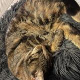 Photo de chat perdu à Maisoncelles Du Maine