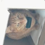 Photo de chat perdu à Fontenay Aux Roses