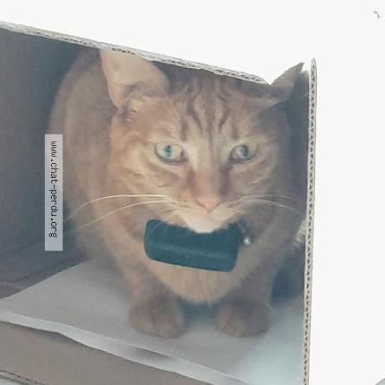 Photo 1/1 Miyasaki Chat perdu à Fontenay aux roses