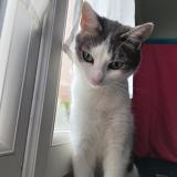 Photo de chat perdu à Bourg En Bresse