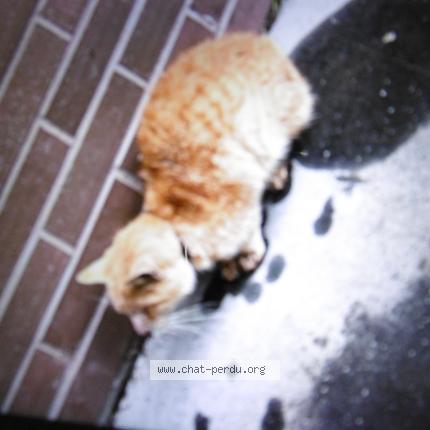 Photo 1/1 Chat trouvé Trouvé à Rouen