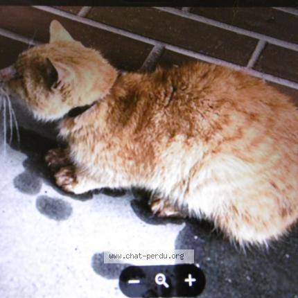 Photo 1/1 Chat trouvé Trouvé à Rouen