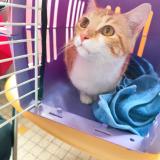 Photo de chat trouvé à Montauban