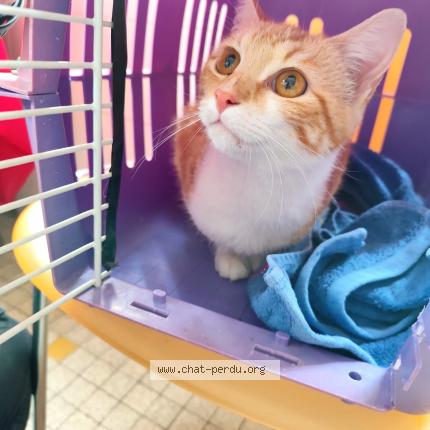 Photo 1/1 Chat trouvé Trouvé à Montauban