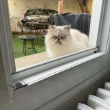 Photo de chat perdu à Langon