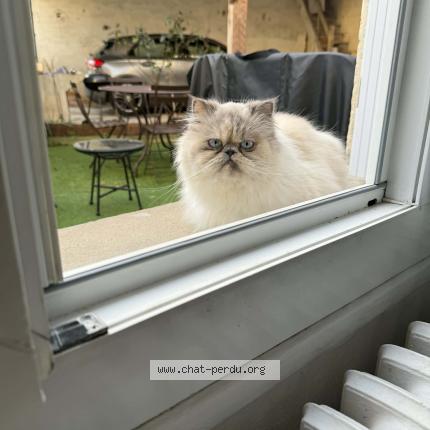 Photo 1/1 Vénus Chat perdu à Langon