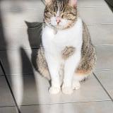 Photo de chat perdu à Cholet