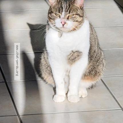 Photo 1/1 Mew Chat perdu à Cholet