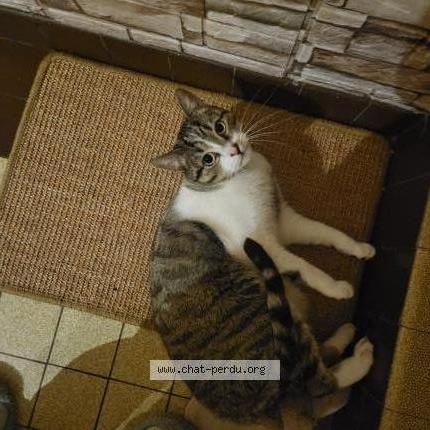 Photo 1/1 Mew Chat perdu à Cholet