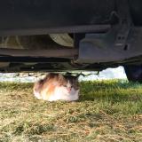 Photo de chat trouvé à Saint Savinien