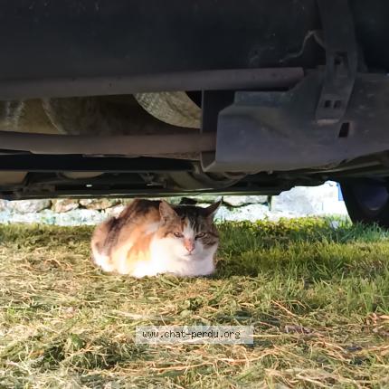 Photo 1/2 Chat trouvé Trouvé à Saint savinien