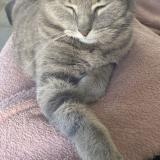 Photo de chat perdu à Saint Jean D Illac