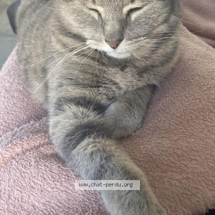 Photo 1/1 Orna Chat perdu à Saint jean d illac