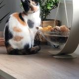 Photo de chat perdu à Sin Le Noble