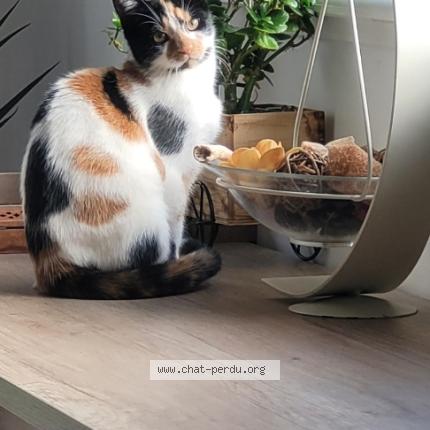 Photo 1/1 Fouli Chat perdu à Sin le noble