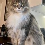 Photo de chat perdu à Illkirch Graffenstaden