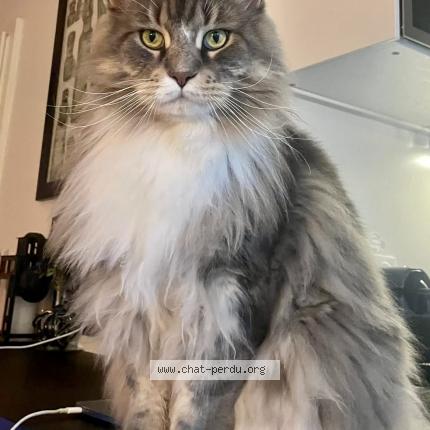 Photo 1/1 Scar Chat perdu à Illkirch graffenstaden