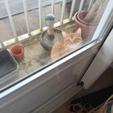 Photo de chat trouvé à Le Rheu