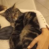 Photo de chat perdu à Cassis