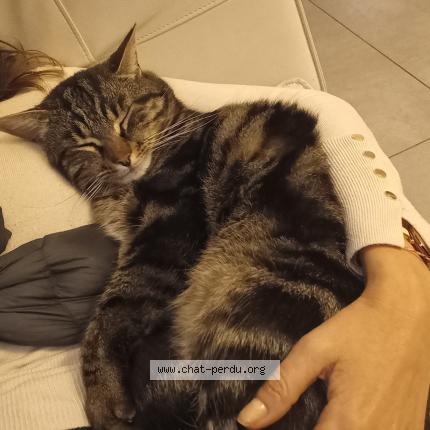 Photo 1/1 Helios Chat perdu à Cassis