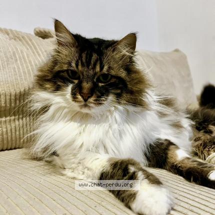 Photo 1/1 Gribouille Chat perdu à Allaire