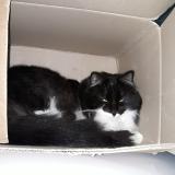 Photo de chat perdu à Puygiron