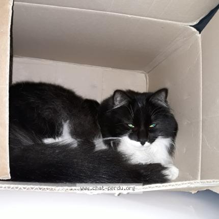 Photo 1/1 Wendy Chat perdu à Puygiron