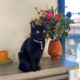 Photo de chat perdu à Claira