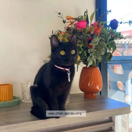 Photo 1/1 M&eacute;lodie Chat perdu à Claira