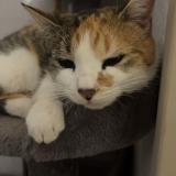 Photo de chat perdu à La Motte Servolex