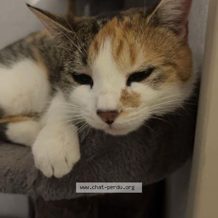 Photo 1/1 Arielle Chat perdu à La motte servolex