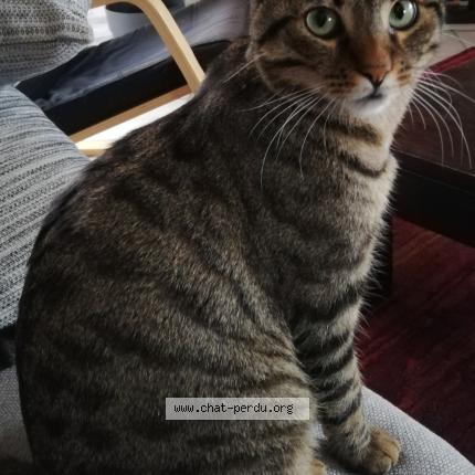 Photo 1/1 Watson Chat perdu à La tour de salvagny