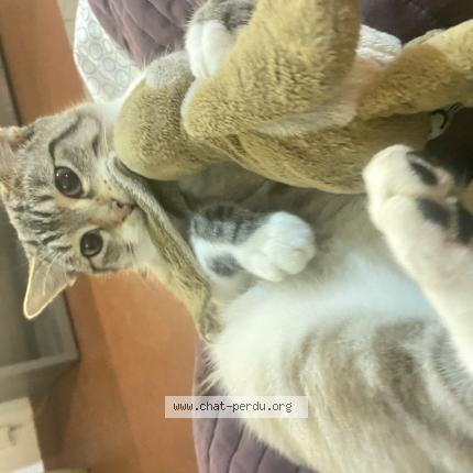 Photo 1/1 Scar Chat perdu à La meziere