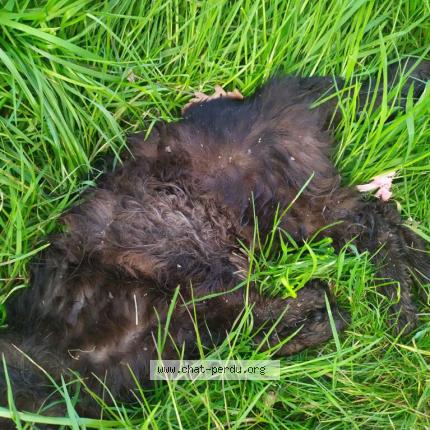 Photo 1/1 Chat trouvé Trouvé à Trelaze
