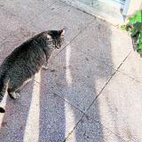 Photo de chat perdu à Greasque