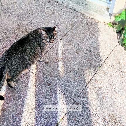 Photo 1/1 SUSHI Chat perdu à Greasque