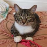 Photo de chat perdu à Valence