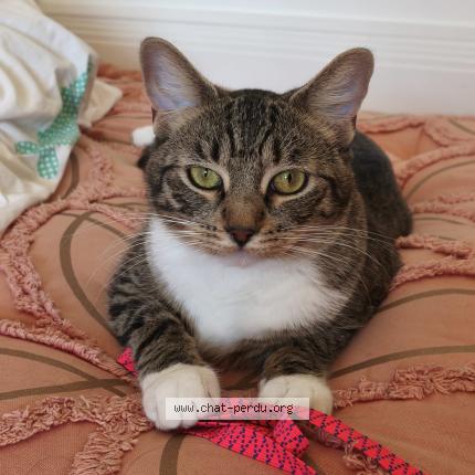 Photo 1/1 Bill Chat perdu à Valence