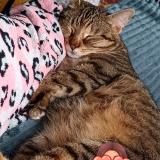 Photo de chat perdu à Denain