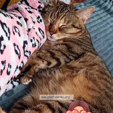 Photo 1/1 Minouche Chat perdu à Denain