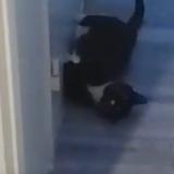 Photo de chat trouvé à Sannois